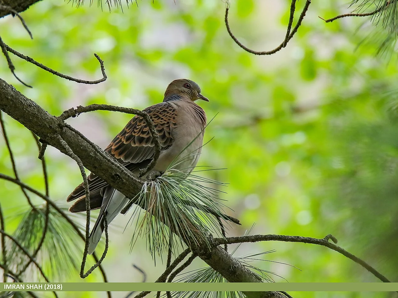Oriental Turtle Dove (Streptopelia orientalis) — photo 2 of 8