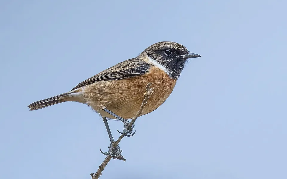 European Stonechat (Saxicola rubicola) — photo 3 of 7