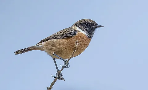 European Stonechat (Saxicola rubicola) — photo 3 of 7