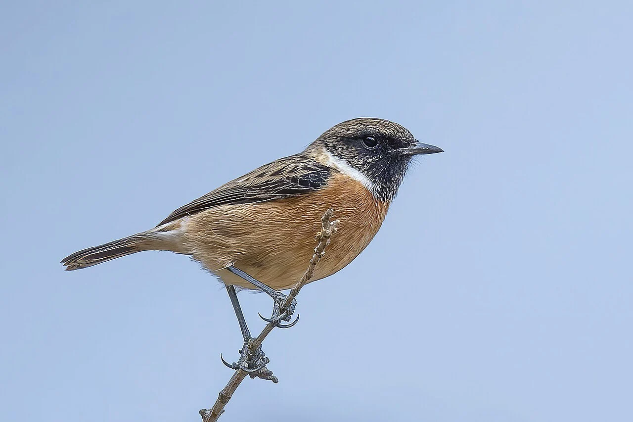 European Stonechat (Saxicola rubicola) — photo 3 of 7