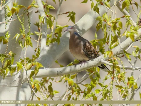 Oriental Turtle Dove