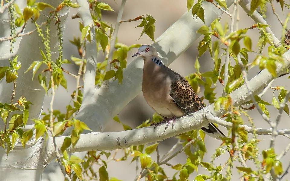 Oriental Turtle Dove (Streptopelia orientalis) — photo 1 of 8
