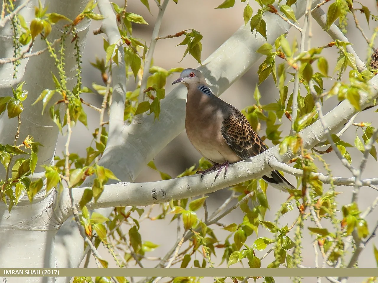 Oriental Turtle Dove (Streptopelia orientalis) — photo 1 of 8