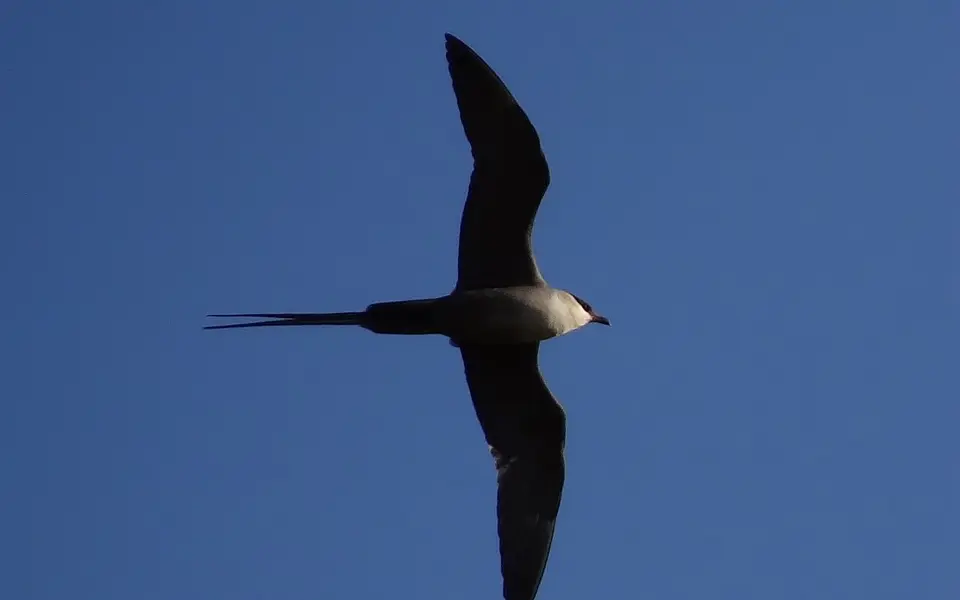 Long-tailed Jaeger (Stercorarius longicaudus) — photo 3 of 8