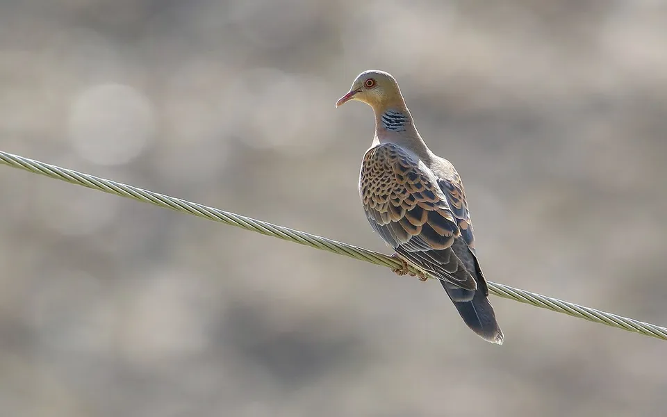 Oriental Turtle Dove (Streptopelia orientalis) — photo 3 of 8