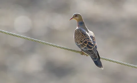 Oriental Turtle Dove (Streptopelia orientalis) — photo 3 of 8