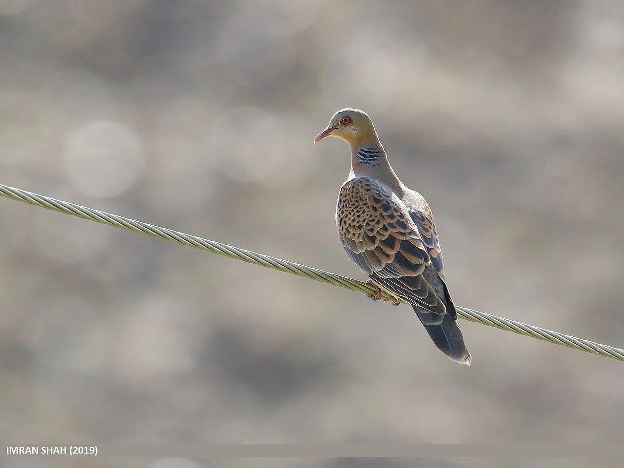 Oriental Turtle Dove (Streptopelia orientalis) — photo 3 of 8
