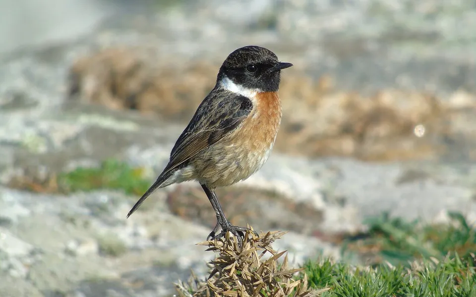 European Stonechat (Saxicola rubicola) — photo 4 of 7