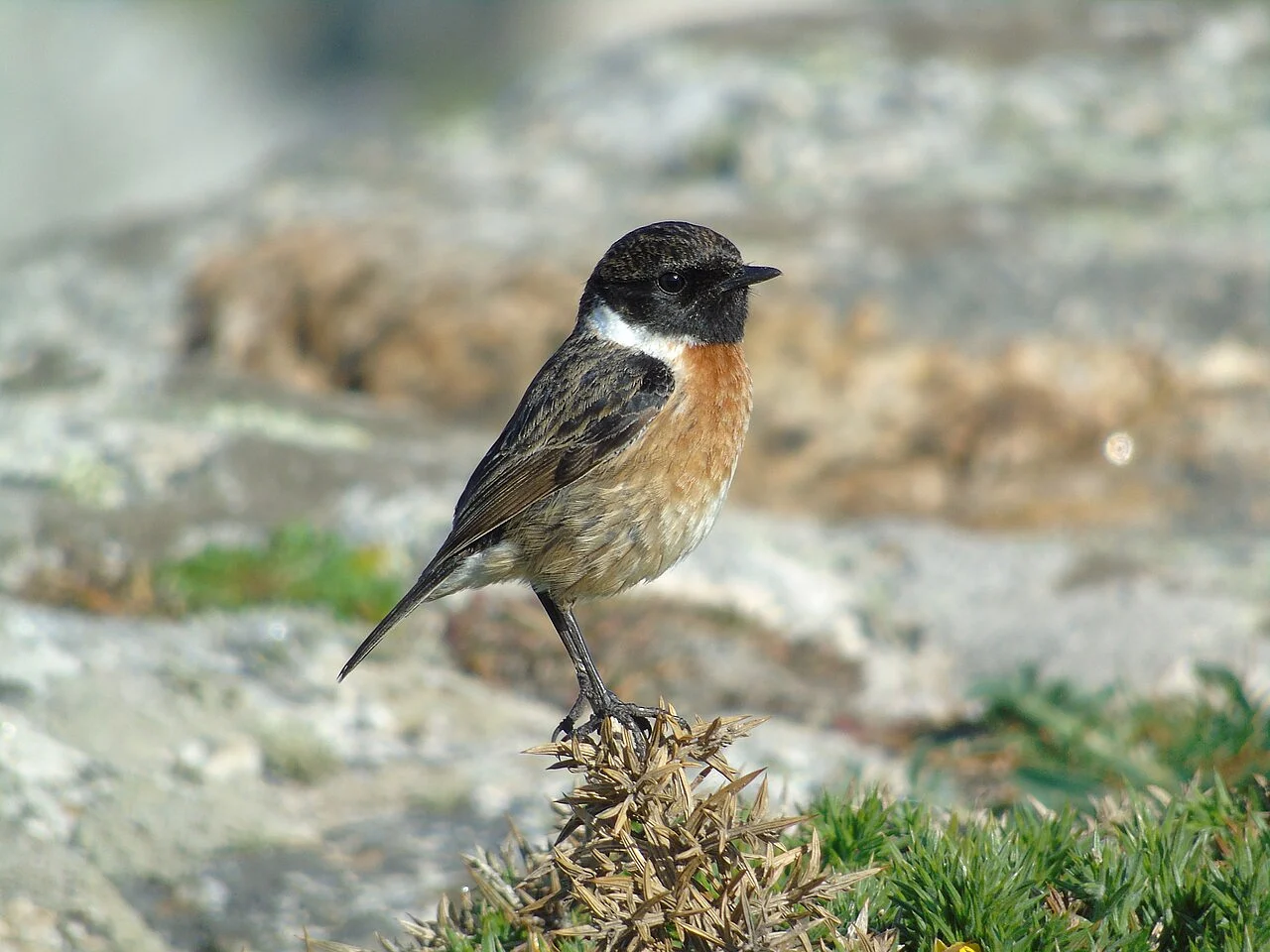 European Stonechat (Saxicola rubicola) — photo 4 of 7