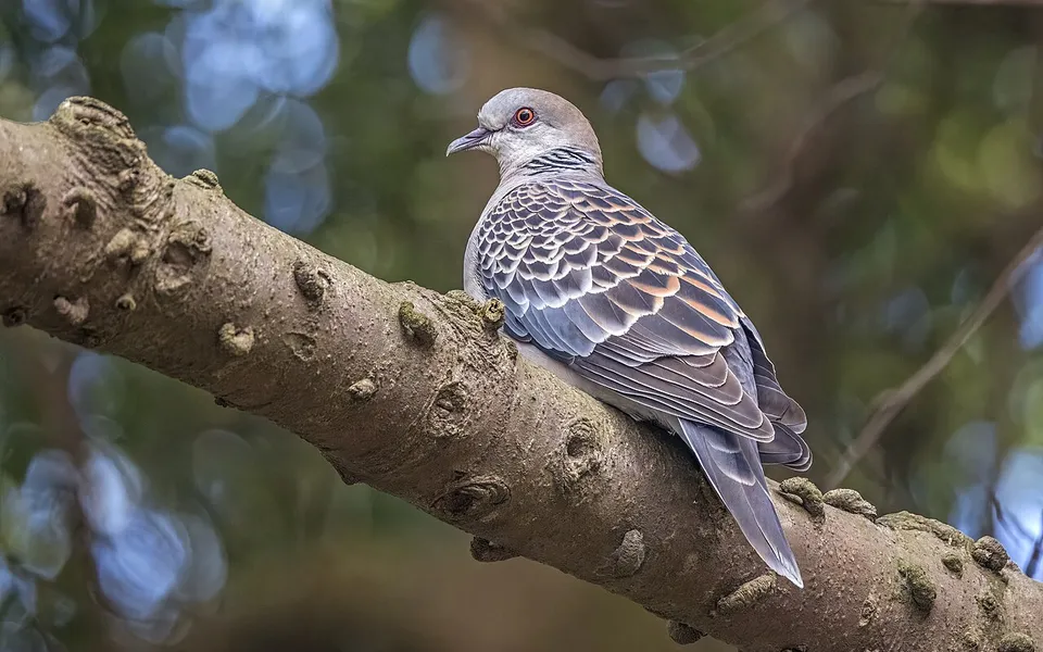 Oriental Turtle Dove (Streptopelia orientalis) — photo 7 of 8