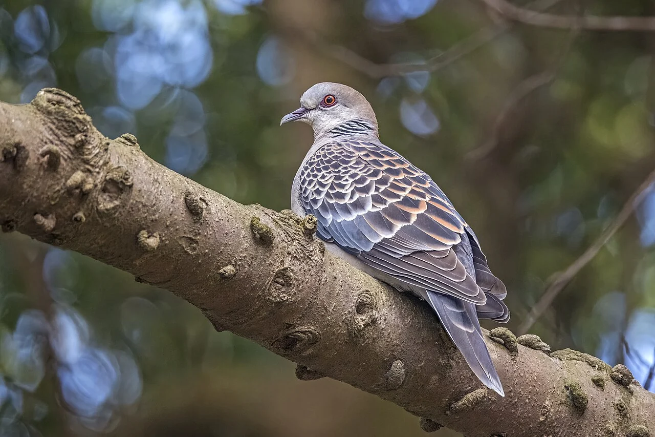 Oriental Turtle Dove (Streptopelia orientalis) — photo 7 of 8