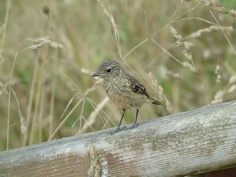 European Stonechat