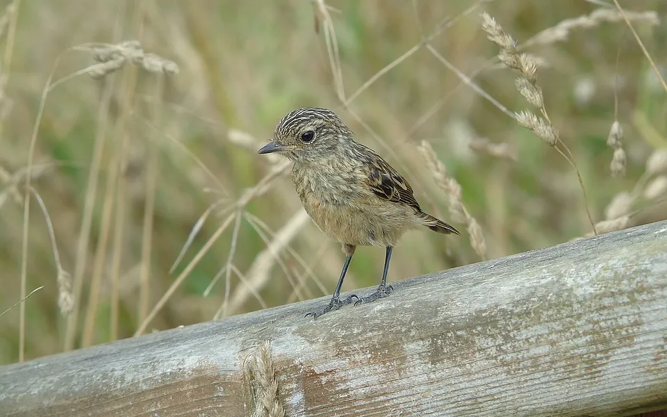 European Stonechat (Saxicola rubicola) — photo 1 of 7
