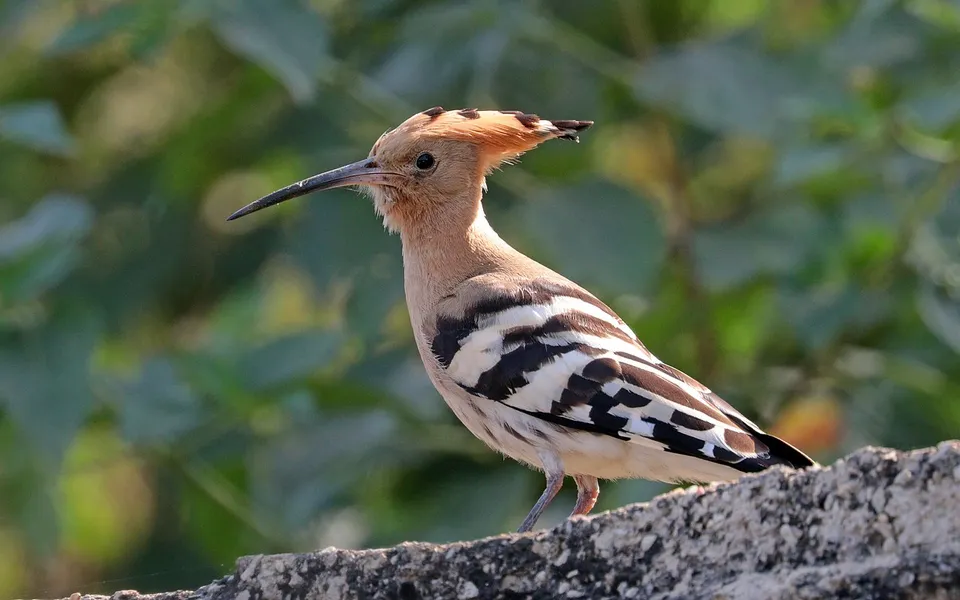 Eurasian Hoopoe (Upupa epops) — photo 6 of 7