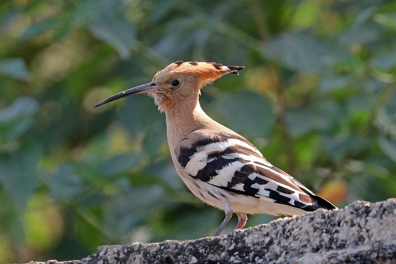 Eurasian Hoopoe (Upupa epops) — photo 6 of 7