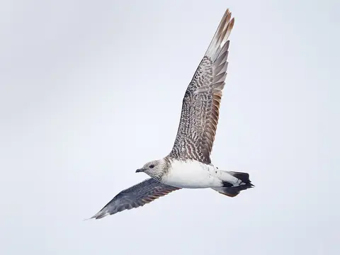 Long-tailed Jaeger