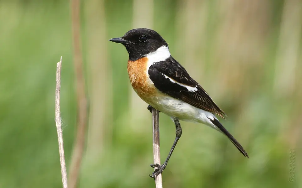 Siberian Stonechat (Saxicola maurus) — photo 6 of 7
