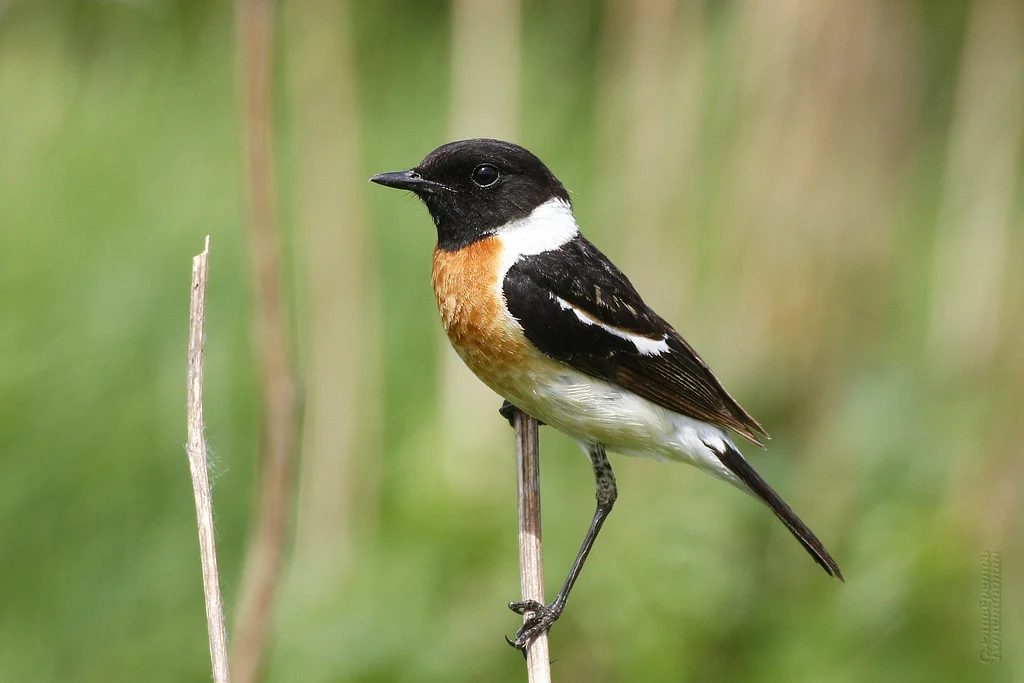 Siberian Stonechat (Saxicola maurus) — photo 6 of 7