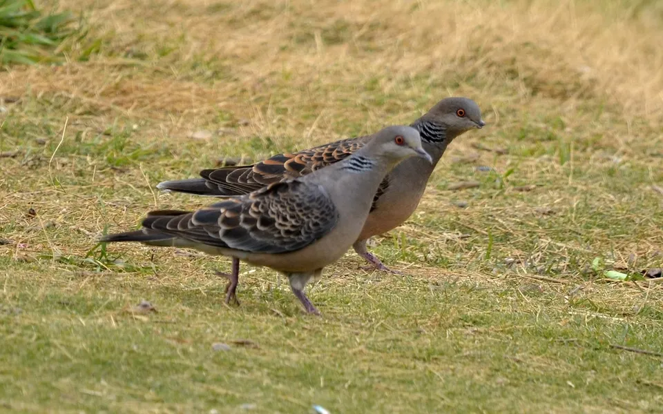 Oriental Turtle Dove (Streptopelia orientalis) — photo 6 of 8