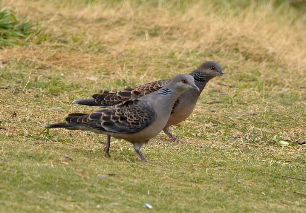 Oriental Turtle Dove (Streptopelia orientalis) — photo 6 of 8
