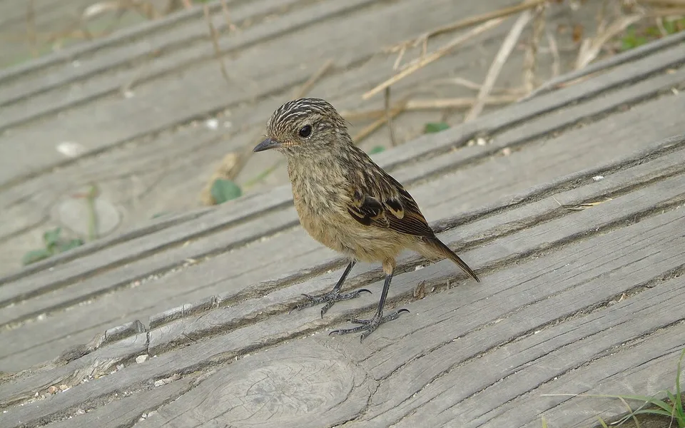 European Stonechat (Saxicola rubicola) — photo 7 of 7