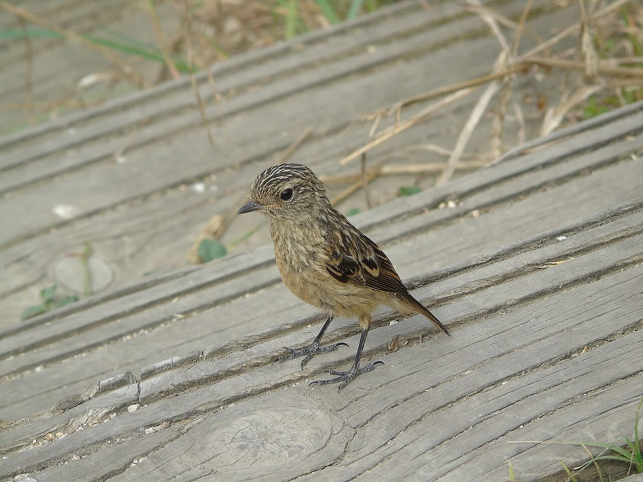 European Stonechat (Saxicola rubicola) — photo 7 of 7