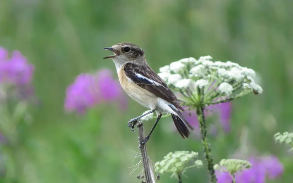 Siberian Stonechat (Saxicola maurus) — photo 7 of 7