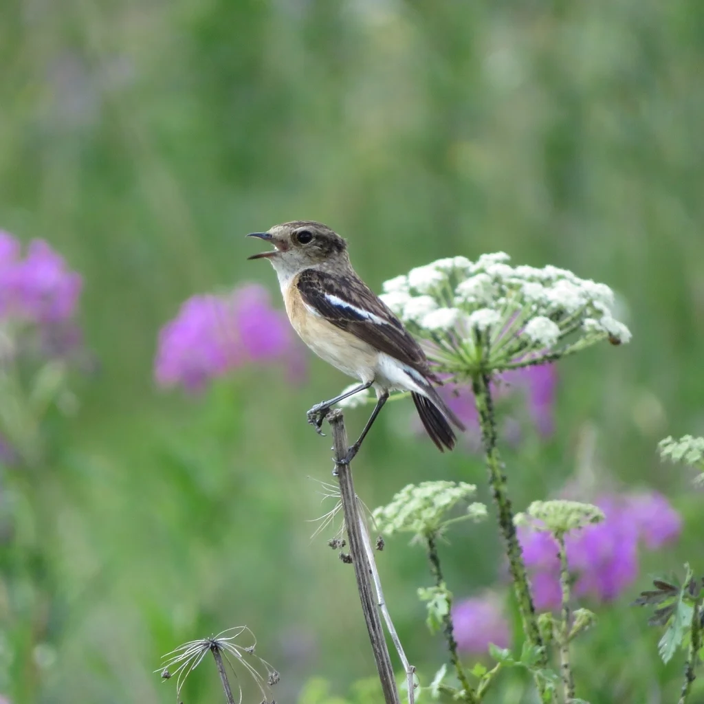 Siberian Stonechat (Saxicola maurus) — photo 7 of 7