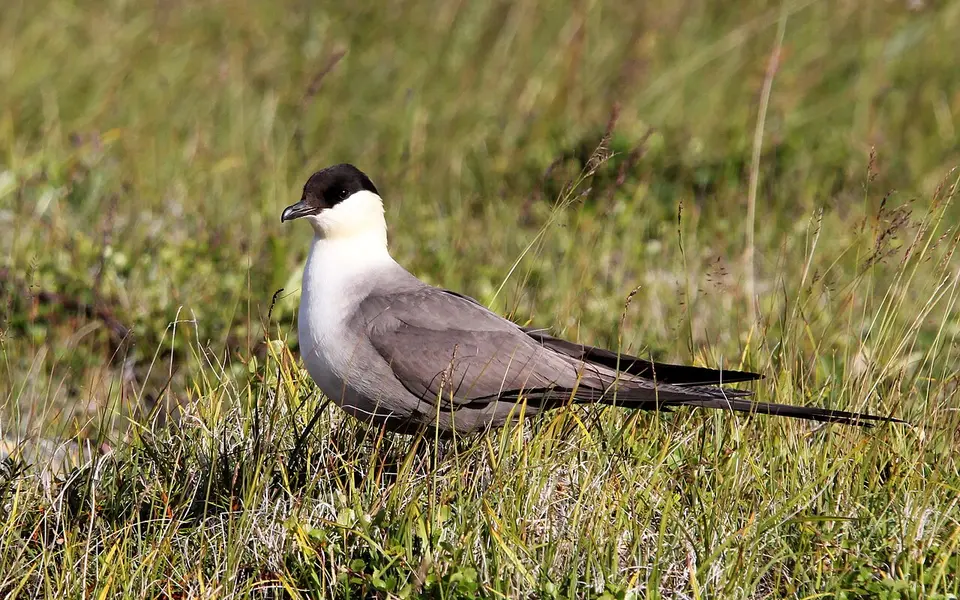 Long-tailed Jaeger (Stercorarius longicaudus) — photo 4 of 8