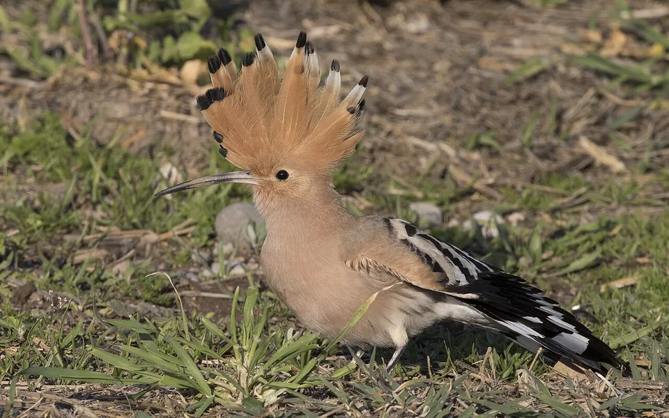 Eurasian Hoopoe (Upupa epops) — photo 2 of 7