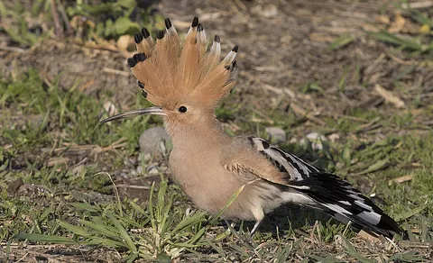Eurasian Hoopoe (Upupa epops) — photo 2 of 7