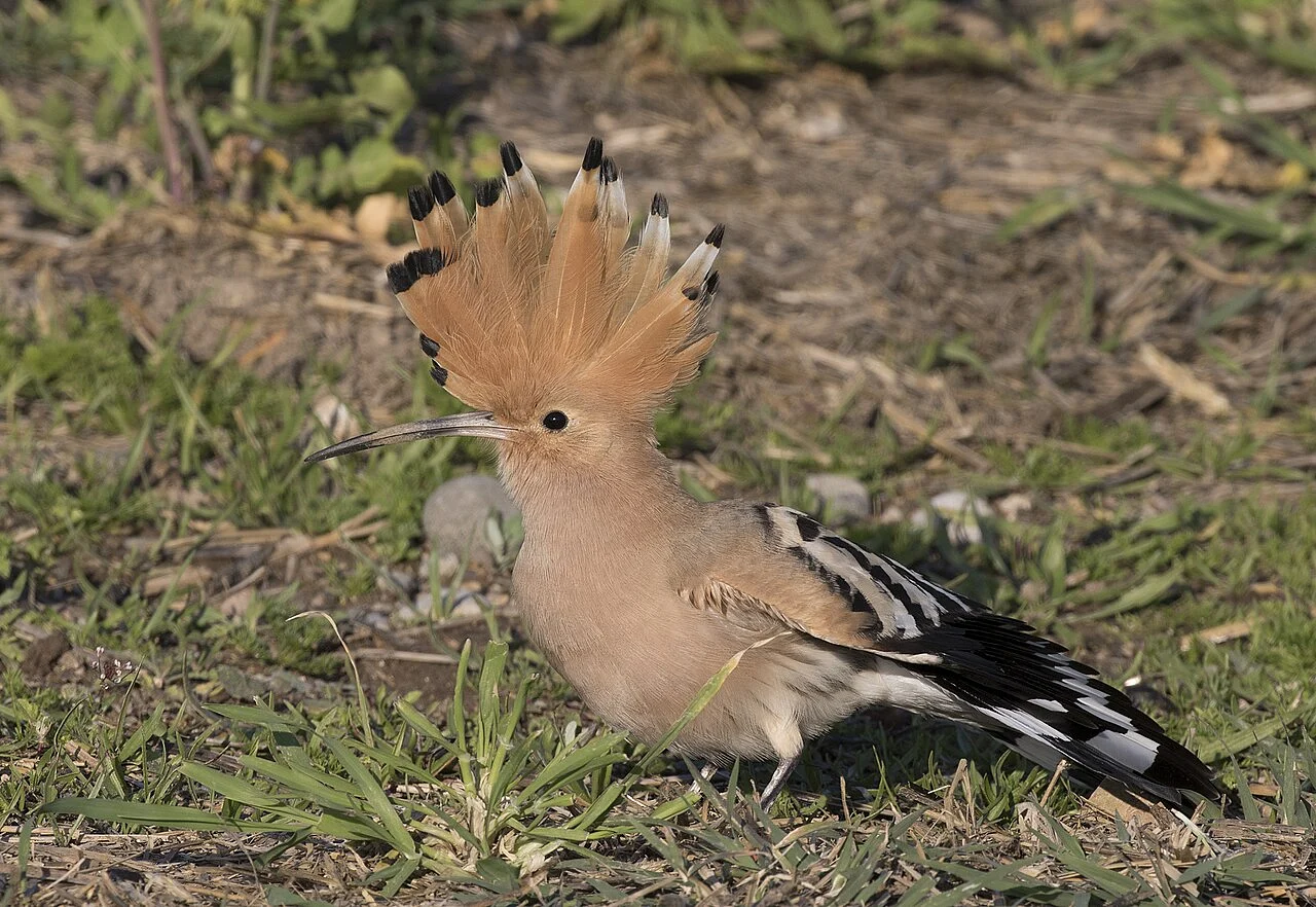 Eurasian Hoopoe (Upupa epops) — photo 2 of 7