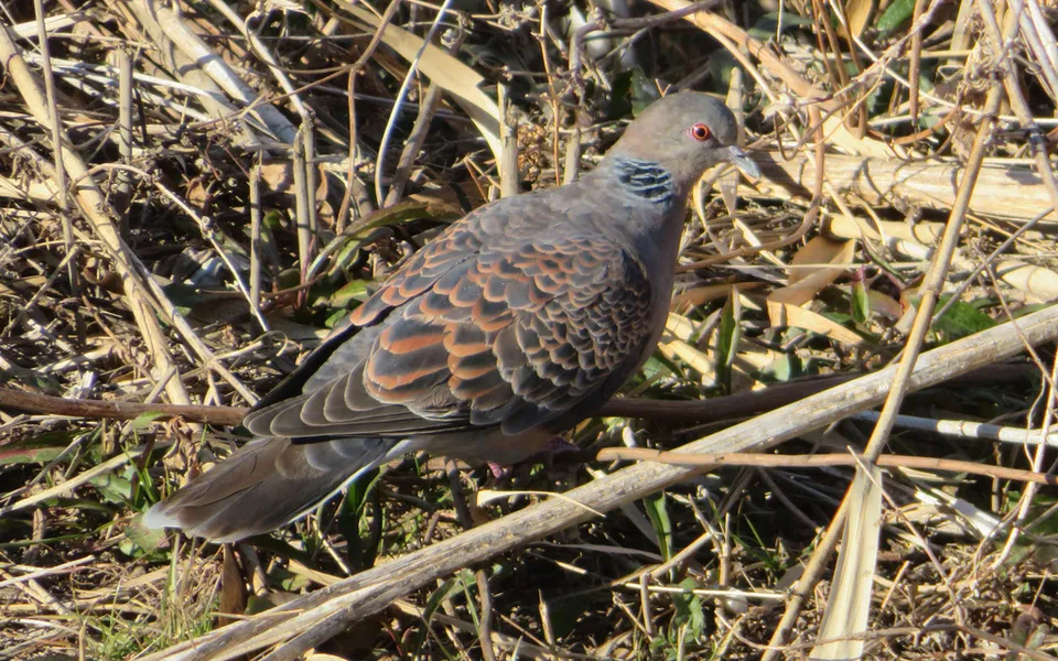 Oriental Turtle Dove (Streptopelia orientalis) — photo 4 of 8