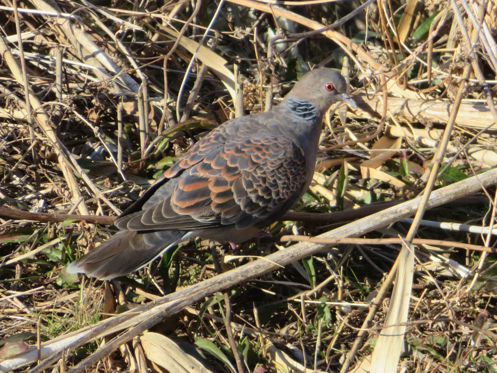 Oriental Turtle Dove (Streptopelia orientalis) — photo 4 of 8