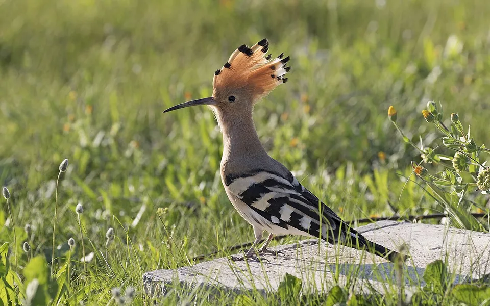 Eurasian Hoopoe (Upupa epops) — photo 3 of 7