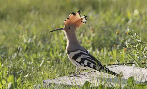 Eurasian Hoopoe (Upupa epops) — photo 2 of 6