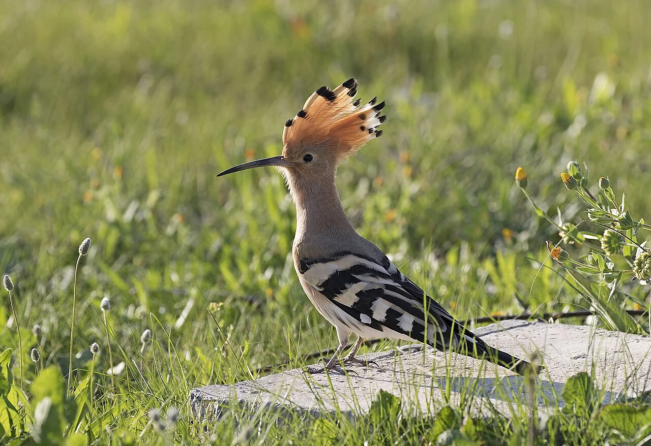 Eurasian Hoopoe (Upupa epops) — photo 3 of 7