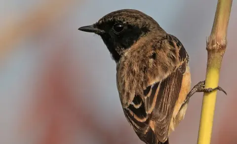 Siberian Stonechat (Saxicola maurus) — photo 2 of 7