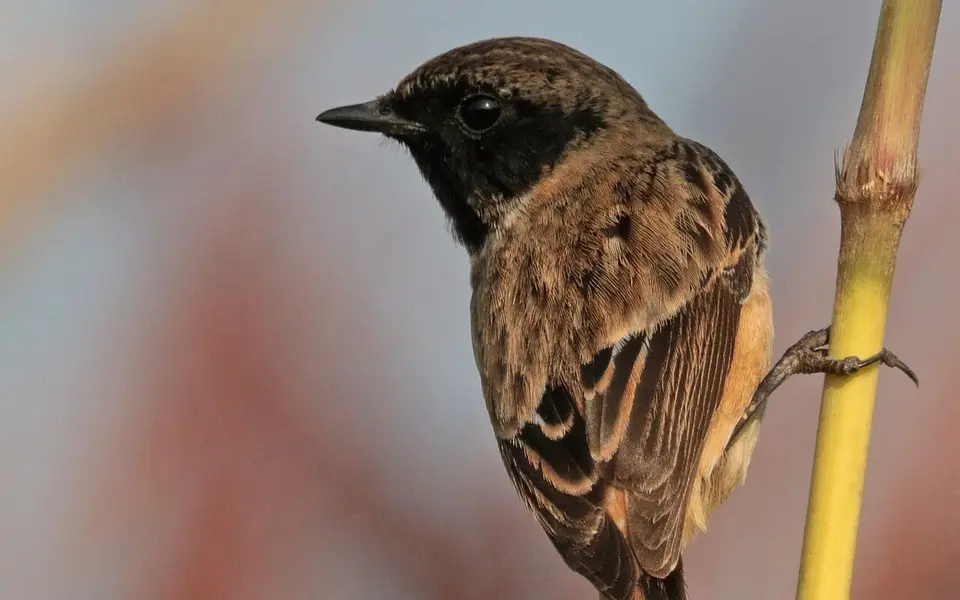 Siberian Stonechat (Saxicola maurus) — photo 2 of 7