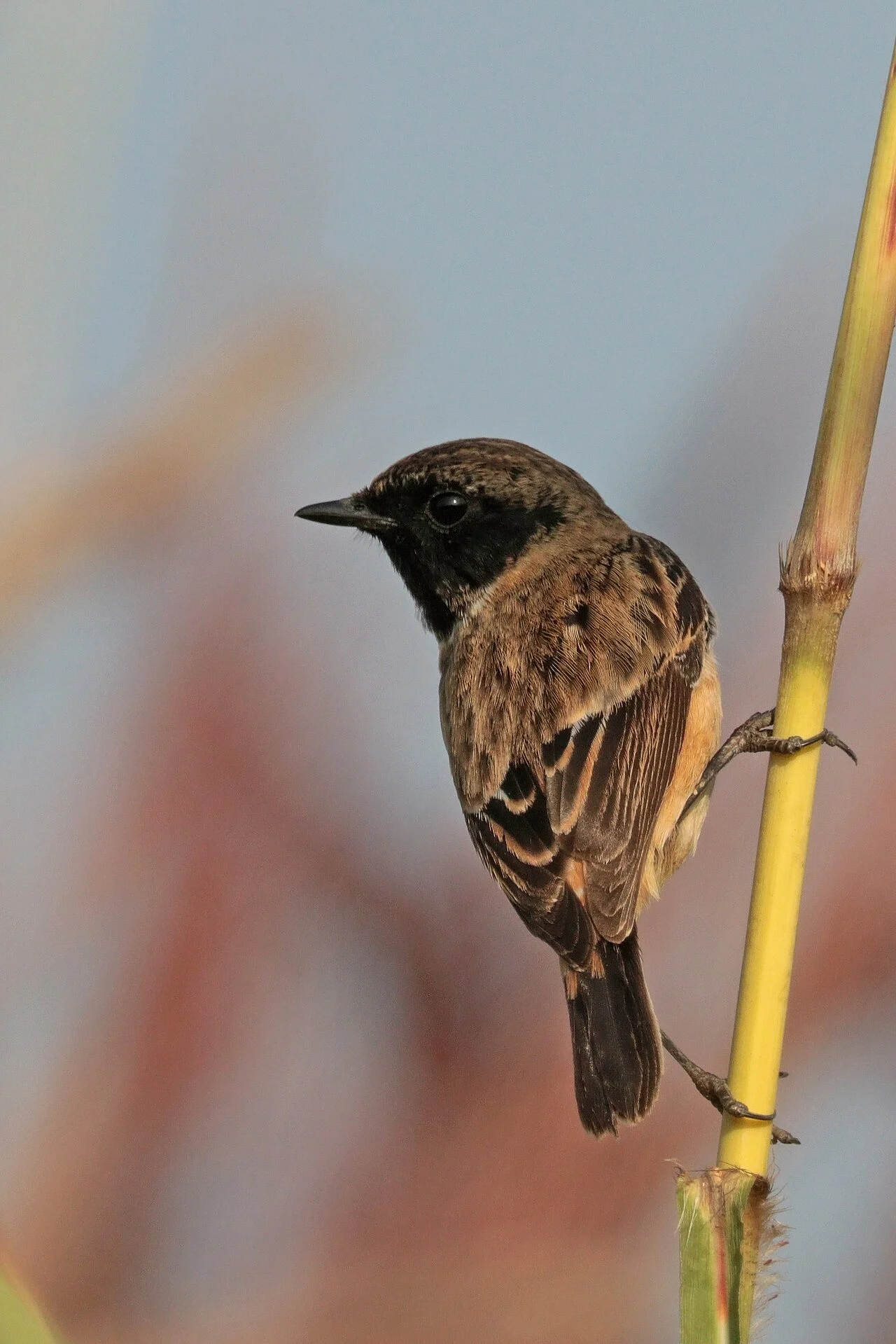 Siberian Stonechat (Saxicola maurus) — photo 2 of 7