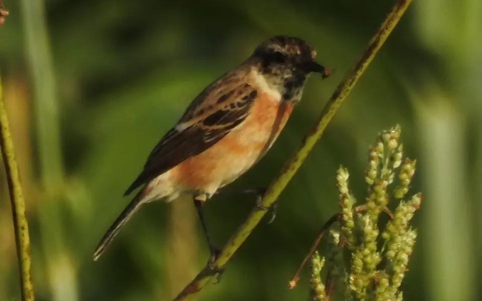Siberian Stonechat (Saxicola maurus) — photo 3 of 7