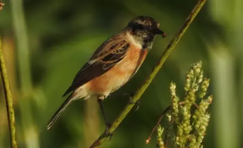 Siberian Stonechat (Saxicola maurus) — photo 3 of 7