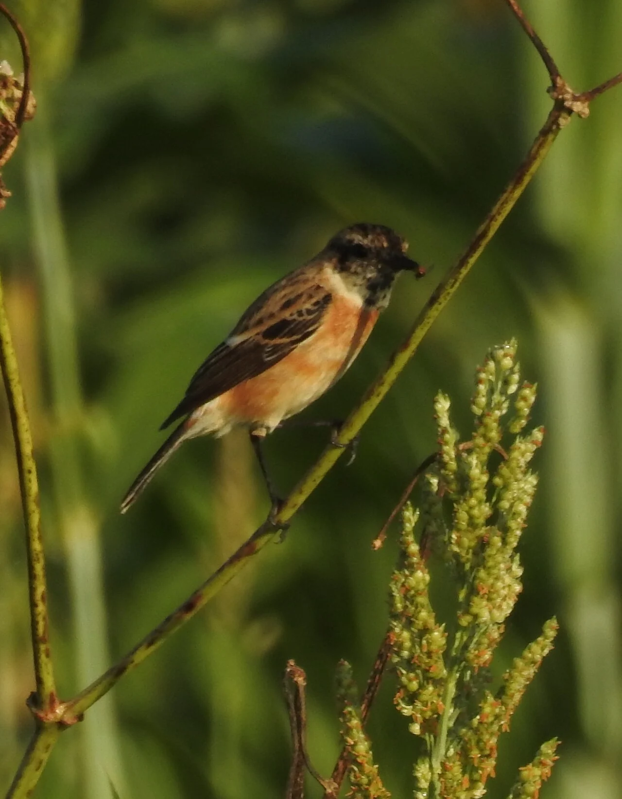 Siberian Stonechat (Saxicola maurus) — photo 3 of 7