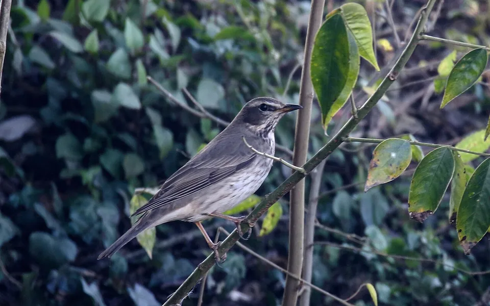 Black-throated Thrush (Turdus atrogularis) — photo 6 of 6