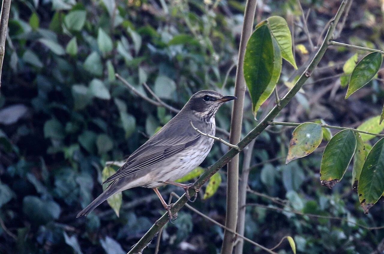 Black-throated Thrush (Turdus atrogularis) — photo 6 of 6