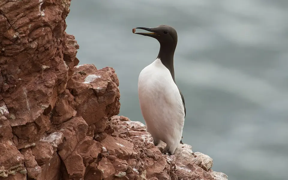 Common Murre (Uria aalge) — photo 1 of 5