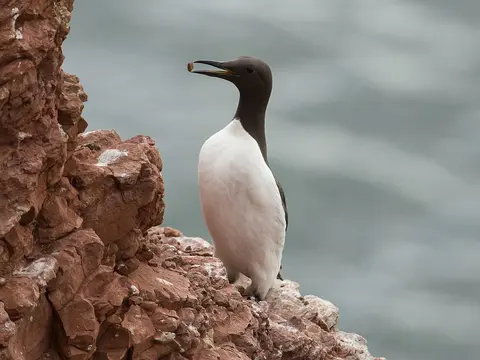 Common Murre