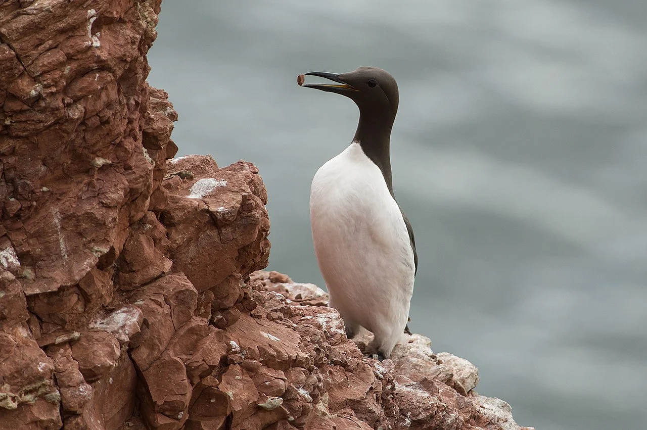 Common Murre (Uria aalge) — photo 1 of 5