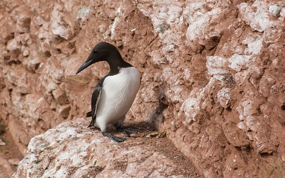 Common Murre (Uria aalge) — photo 2 of 5