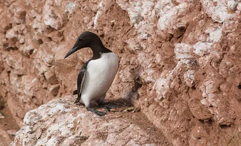 Common Murre (Uria aalge) — photo 2 of 5